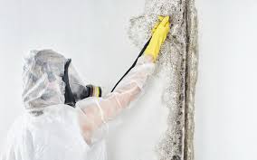 Best Attic Mold Removal  in South Lancaster, MA